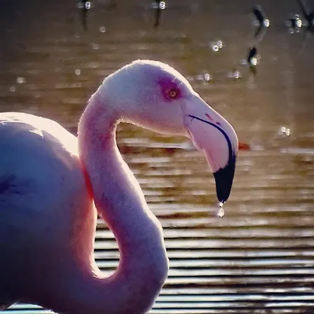 Interno12 Luminoso Bilocale Tra I Tetti * סן בנדטו דל טרנטו